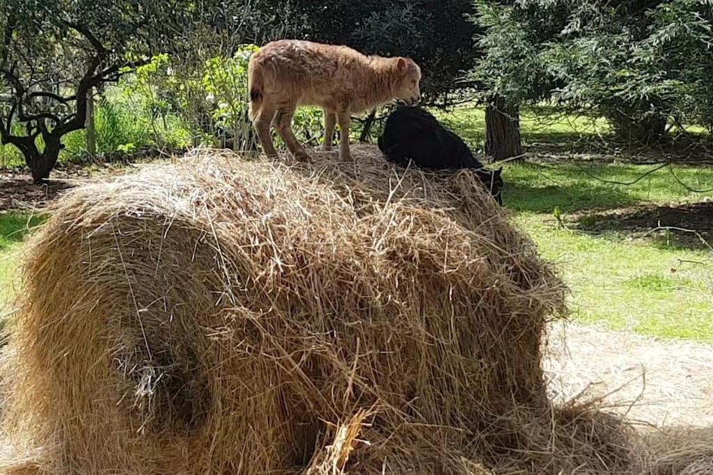 Maison De Famille Avec Parc Arbore モントーバン エクステリア 写真