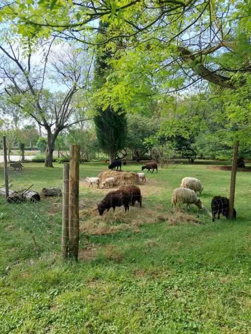 Maison De Famille Avec Parc Arbore モントーバン エクステリア 写真